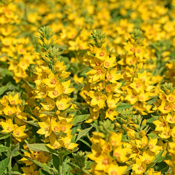 Virágzó Arany Felberich Lysimachia Punctata — Stock Fotó