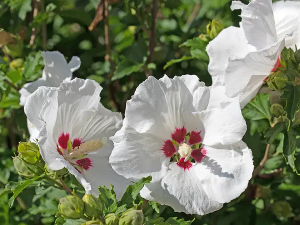 Blühende Gartenmalve Hibiskus Nahaufnahme — Stockfoto