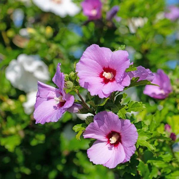 Floreciente Malva Jardín Hibisco Cerca — Foto de Stock