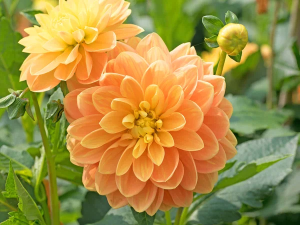 Blühende Orange Dahlien Garten — Stockfoto