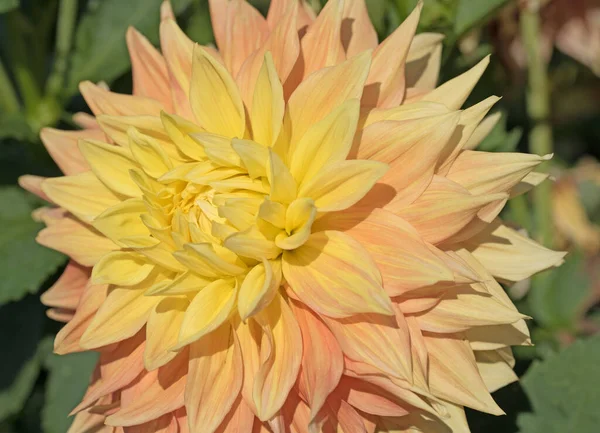 Kwitnąca Dahlia Ogrodzie — Zdjęcie stockowe
