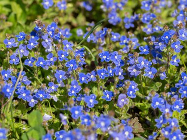 Baharda çayırda çiçek açan Veronica