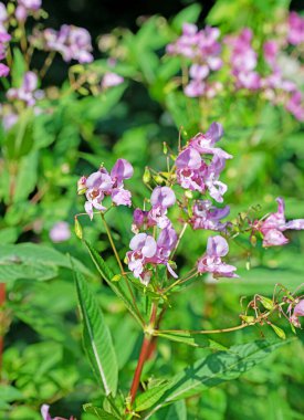 Çiçek açan balsam, sabırsız bezelye.