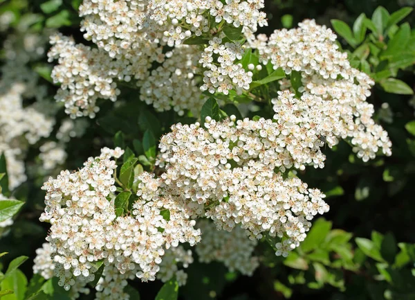 Wiosną Kwitnący Firethorn Pyracantha — Zdjęcie stockowe