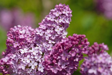 İlkbaharda mor çiçekli leylak, şırınga