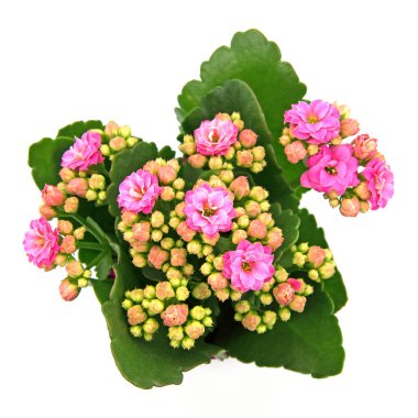 Alevli Kaethchen, Kalanchoe çiçekleri, beyaz arkaplanın önünde 