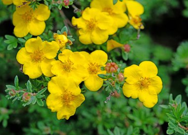 Çiçekli parmak çalısı, potensiyel fruticosa