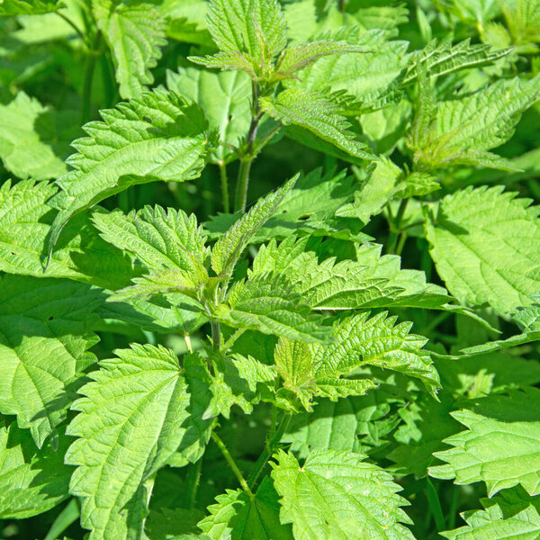 Leaves of the stinging nettle, urtica