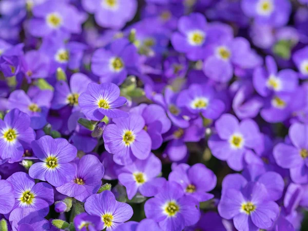 Blühende Blaue Aubrieta Frühling — Stockfoto