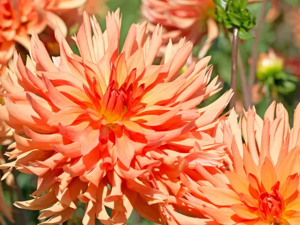 Bahçede çiçek açan portakal çiçekleri