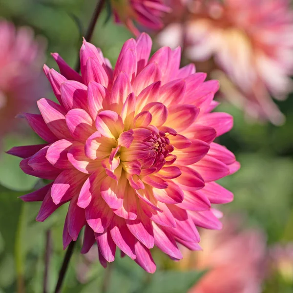 Bahçede çiçek açan renkli yıldız çiçekleri