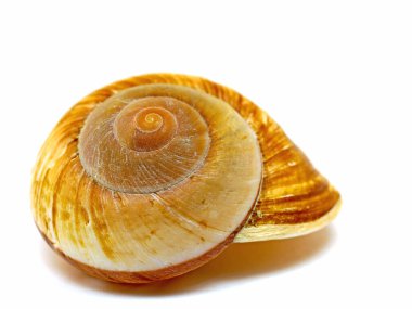 Deniz salyangozunun kabuğu.