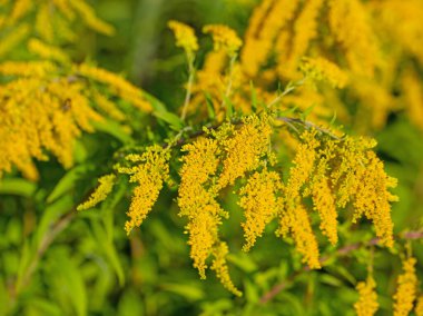 Çiçekli Goldrute, Solidago, yakın planda.