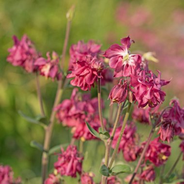 Bahçede çiçek açan sütunlar