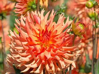 Bahçede çiçek açan portakal çiçekleri