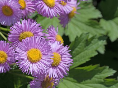 Bahçede çiçek açan mor astıcılar