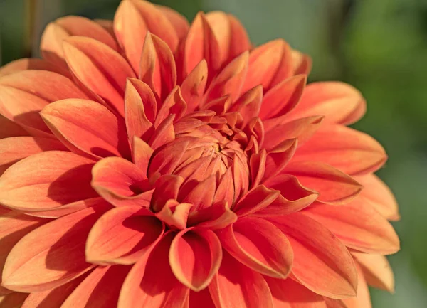 Blühende Orange Dahlie Garten — Stockfoto