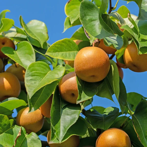 Nashi armutları, Pyrus pirifolisi, ağaçta.
