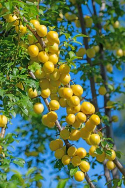 Ağaçtaki sarı mirabelle erikleri