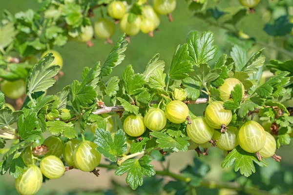 Stachelbeeren Auf Dem Strauch — Stockfoto