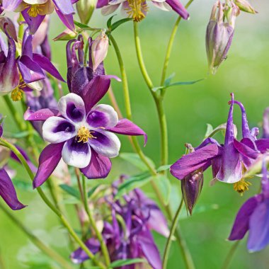 Bahçede çiçek açan sütunlar