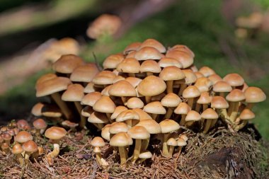 Gri yapraklı sülfür başı, ormanın içinde iki heceli başlıklar.