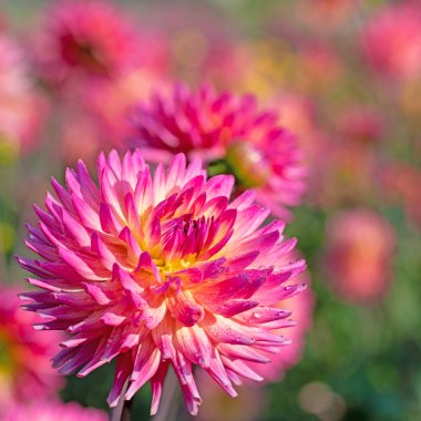 Bahçede çiçek açan yıldız çiçekleri