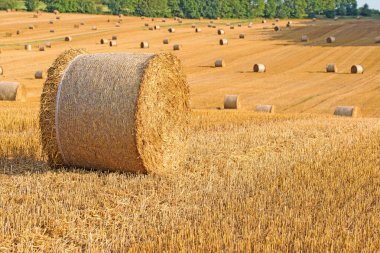 Straw bale on a harvested field clipart