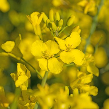Tecavüz yakın planda çiçek açar.