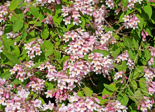 Bloeiende Kolkwitzie Kolkwitzia Amabilis Het Voorjaar — Stockfoto