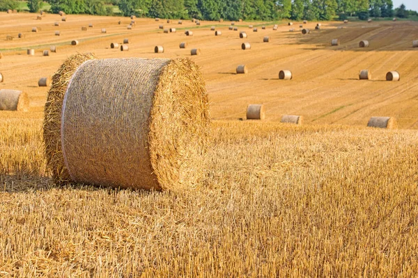 Fardo Palha Num Campo Colhido — Fotografia de Stock