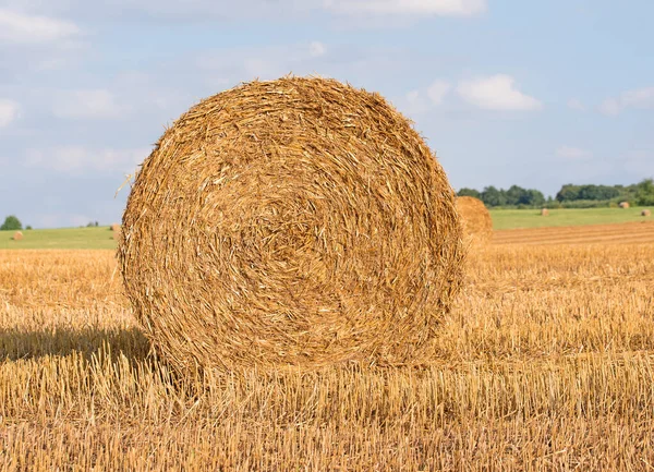 Bale Paja Campo Cosechado — Foto de Stock