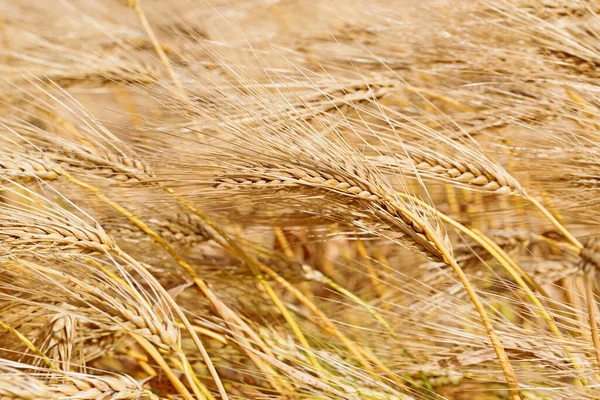 Ripe Barley Harvest Time — Stock Photo, Image