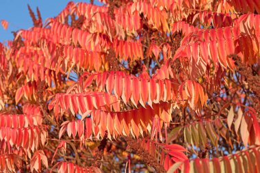 Sonbaharda sirke ağacının renkli yaprakları, rhus typhina