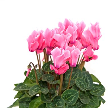 Beyaz arkaplana karşı çiçek açan siklamen