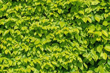Hornbeam 'in genç yaprakları, Carpinus betulus