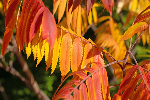 Feuilles Colorées Vinaigre Rhus Typhina Automne — Photo