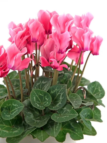 Blooming cyclamen against white background — Stock Image Blooming Cyclamen White Background Stock Photo