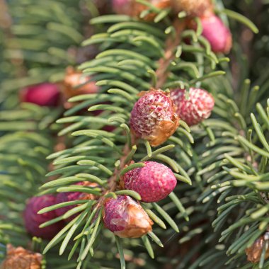 Kırmızı ladin çiçekleri, Picea abiler