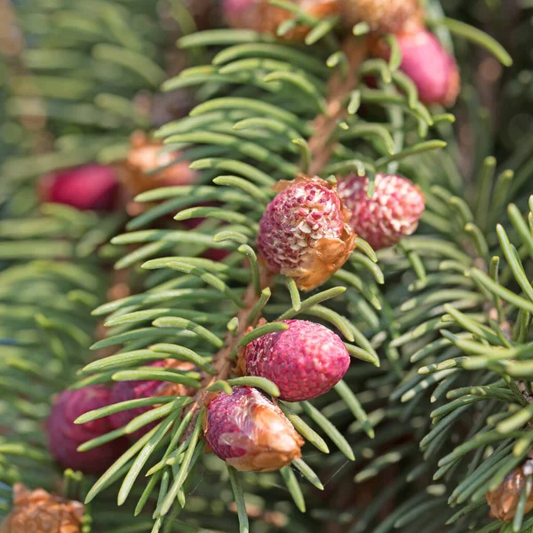 Kırmızı ladin çiçekleri, Picea abiler