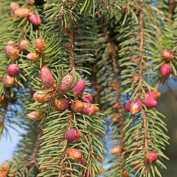 Vörös Lucfenyő Virágai Picea Abies — Stock Fotó
