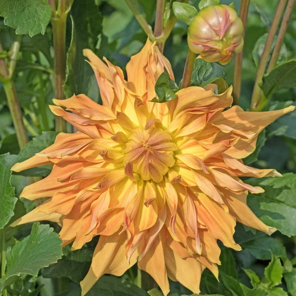 Dahlias Jaunes Fleurs Dans Jardin — Photo