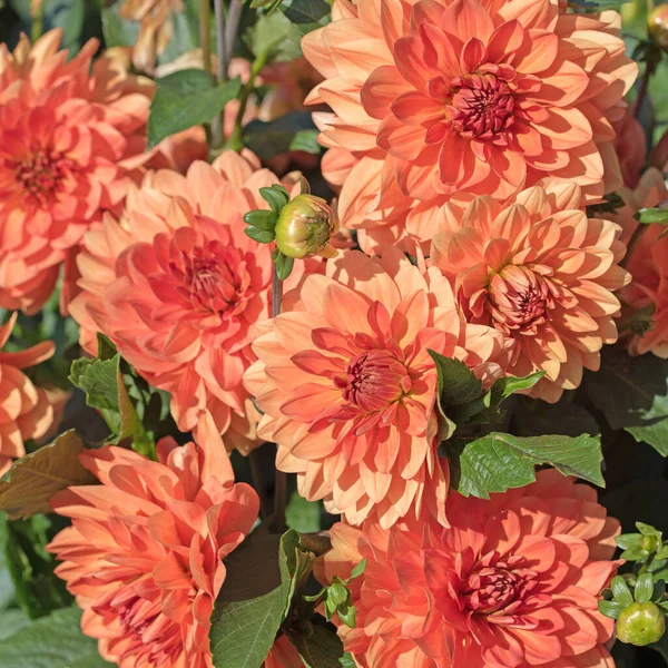 Dahlias Oranges Fleuries Dans Jardin — Photo