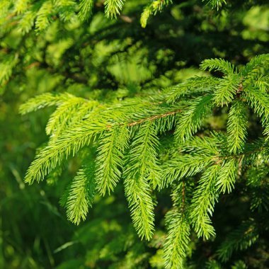 Spruce dalları yakın planda.