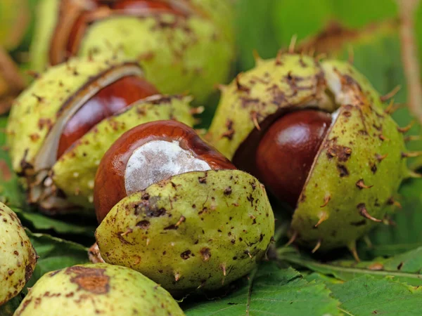 White Horse Chestnut Aesculus Hippocastanum — стокове фото