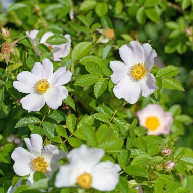Çiçekli gül kalçalar, Rosa canina, baharda