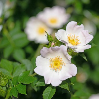 Çiçekli gül kalçalar, Rosa canina, baharda