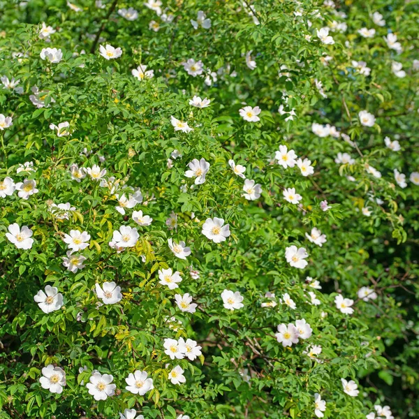 Floraison Des Cynorhodons Rosa Canina Printemps — Photo