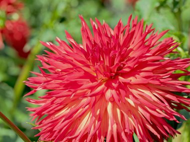 Bahçede açan kırmızı yıldız çiçeği