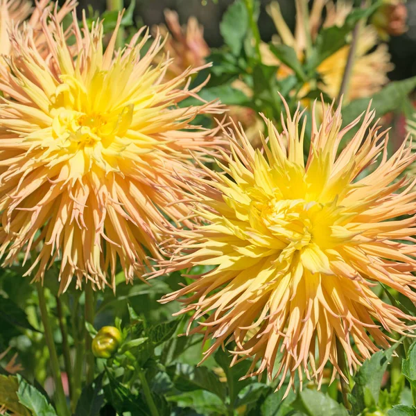 Dálias Amarelas Florescentes Jardim — Fotografia de Stock